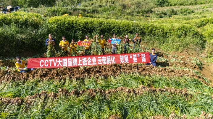 墨江象鼻村生姜大丰收！从种植、施肥到采摘，云南解化全程“呵护”